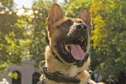 Fort Carson soldier allegedly stabs police dog during DV check