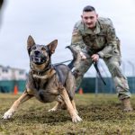 The Pentagon wants to improve medical care for wounded military dogs