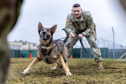 Military dogs are facing substandard conditions, leading to deaths, report finds