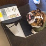 Devil Dogs to follow slimmer waist-to-height standard than other branches