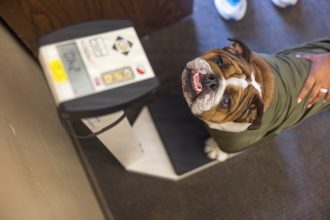 Devil Dogs to follow slimmer waist-to-height standard than other branches