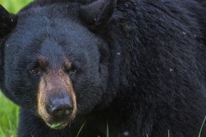 Two soldiers injured in bear encounter in Alaska