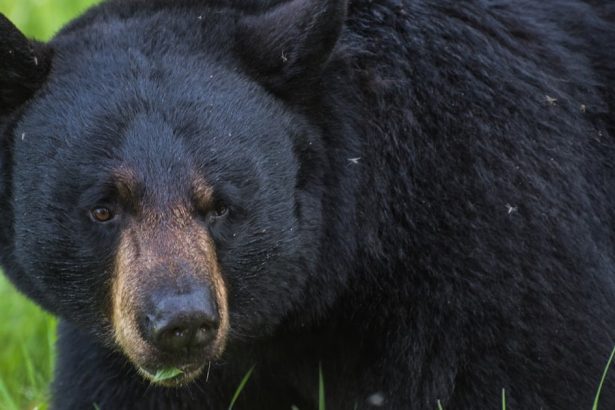Two soldiers injured in bear encounter in Alaska
