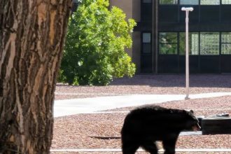 Hungry bears are heading to Fort Carson this summer