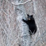 The Alaskan bear necessities: One commissary peach