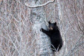 The Alaskan bear necessities: One commissary peach