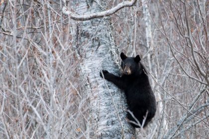 The Alaskan bear necessities: One commissary peach