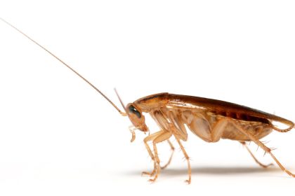 Roaches descend on US Army dining facility, viral video appears to show