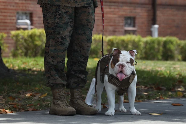 ‘Genetic tolerance to the heat and humidity’: Marines search for next Parris Island mascot