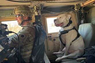 Meet Axel, the deaf rescue dog now set to deploy